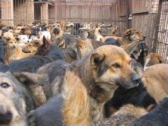 肉狗養(yǎng)殖掙錢嗎，市場前景怎么樣？