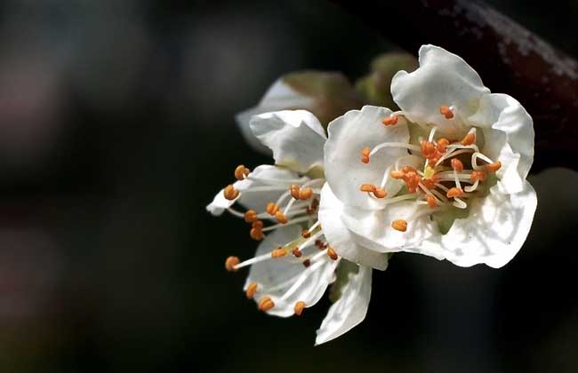 白梅花的功效與作用 梅花的功效與作用