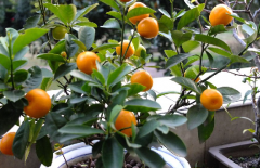 檸檬樹如何養(yǎng)殖，養(yǎng)殖中需注意哪些