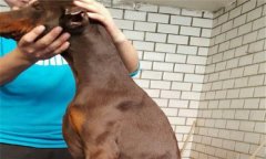 狗狗偶有小病怎么辦，狗病簡易治療技術簡介