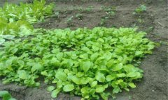 小白菜的苗期有多少天，小白菜長蟲子怎么辦？