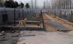 肉狗養(yǎng)殖對場地有什么要求，狗舍怎么建設(shè)