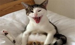 貓的性行為與配種、妊娠與分娩過程簡(jiǎn)介