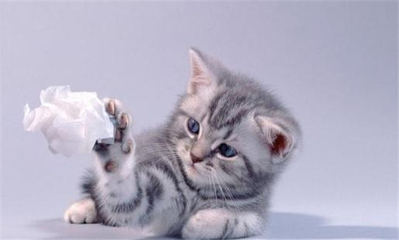 貓受清潔、講衛(wèi)生