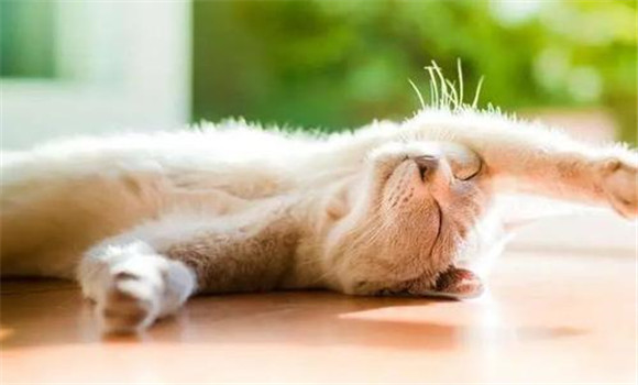 貓喜愛(ài)明亮、干燥的環(huán)境