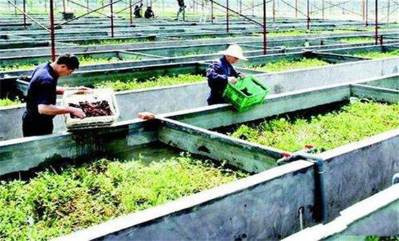 小龍蝦怎么養(yǎng)、需做哪些工作