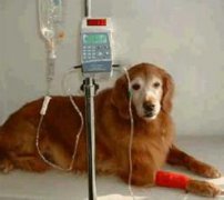 狗狗腹瀉是什么原因? 怎么治、用什么藥治療