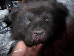 犬瘟熱的治療方法及其注意事項 用什么藥治療