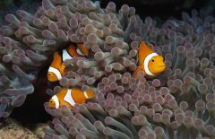 小丑魚的資料有哪些？