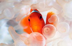 小丑魚怎么養(yǎng)？