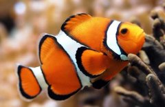 小丑魚好養(yǎng)嗎？