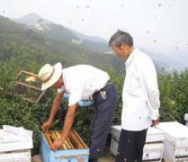 養(yǎng)蜂八月秋繁要注意些什么？