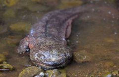 大鯢是什么動(dòng)物、是幾級(jí)保護(hù)動(dòng)物？