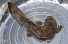 娃娃魚怎么殺怎么清洗、怎么吃?