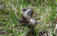 娃娃魚會(huì)不會(huì)咬人，娃娃魚吃什么食物？