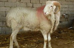 小尾寒羊和波爾山羊哪個效益最好?