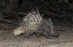 養(yǎng)豪豬要辦什么手續(xù)，豪豬養(yǎng)殖證件怎么辦？