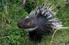 豪豬養(yǎng)殖是騙局嗎，豪豬的養(yǎng)殖優(yōu)勢(shì)有哪些？