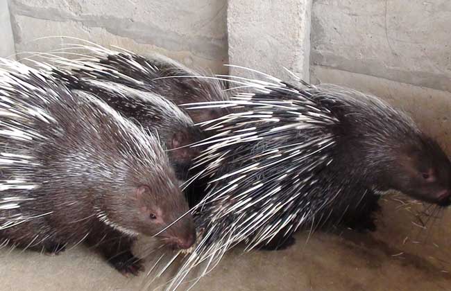 豪豬有什么養(yǎng)殖優(yōu)勢(shì)