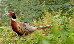 七彩山雞怎么養(yǎng)，野雞和七彩山雞的區(qū)別是什么