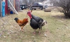 火雞和普通雞的區(qū)別有哪些?火雞養(yǎng)殖技術(shù)要點