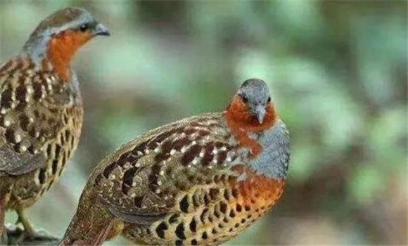 竹雞是保護動物嗎？