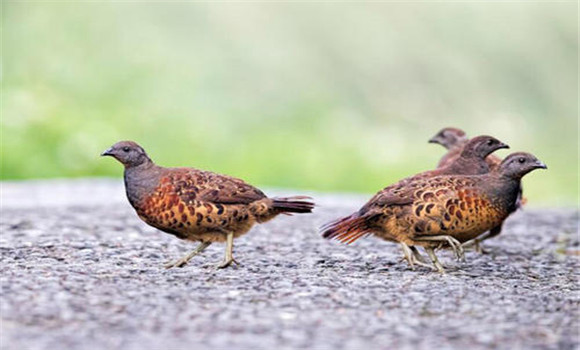 竹雞可以人工養(yǎng)殖嗎？