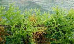 石花菜是什么植物 為什么說(shuō)石花菜的用途廣泛