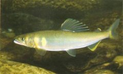 香魚(yú)是什么魚(yú)，香魚(yú)的主要產(chǎn)地在哪里？