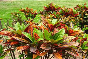 變?nèi)~木的繁殖及盆栽技術(shù) 變?nèi)~木