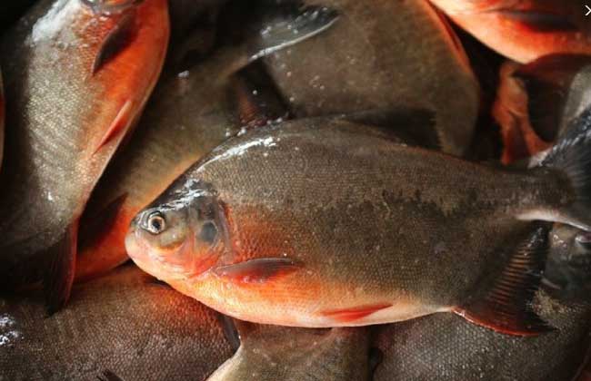 鯧魚養(yǎng)殖方法