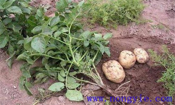 馬鈴薯晚疫病防治技術要點