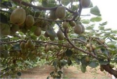 紅陽獼猴桃潰瘍病的癥狀、發(fā)生原因及防治技術