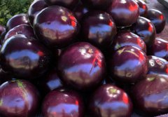 茄子的功效是什么？茄子的功效與作用禁忌