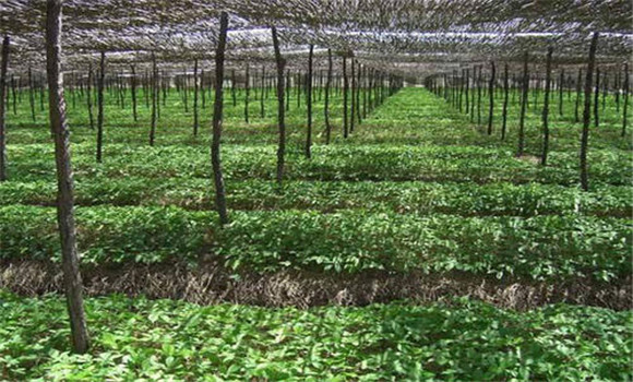 人參生長(zhǎng)需要的光照、溫度環(huán)境