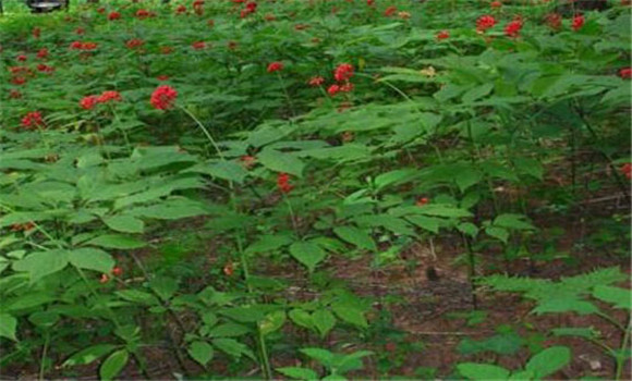 人參的生長(zhǎng)過(guò)程是怎樣的