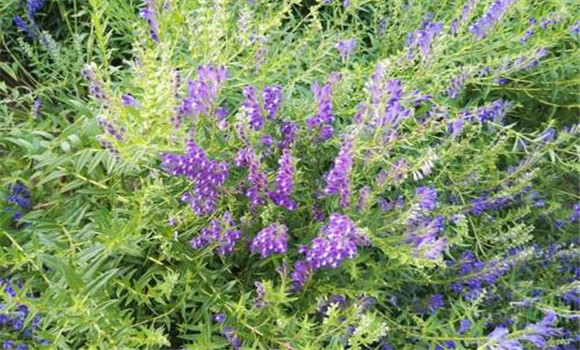 黃芩病蟲害如何防治