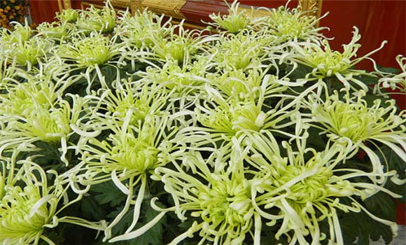 獨本菊培植技術(shù)措施