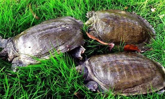 甲魚養(yǎng)殖技術