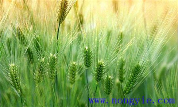 大麥種植需要什么條件