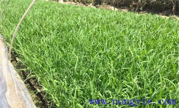 大棚黃瓜、水稻、菠菜高效種植模式簡介