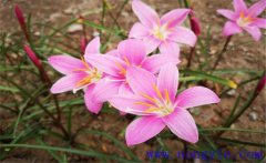 風(fēng)雨蘭如何種植？風(fēng)雨蘭的種植方法簡(jiǎn)介