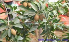 人心果如何種植？人心果繁殖方法是什么？