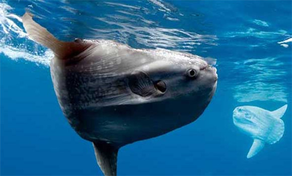 翻車(chē)魚(yú)的死法是真的嗎