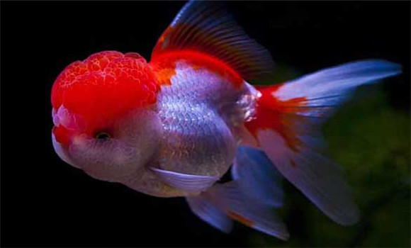 金魚怎么分公母