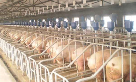 規(guī)?；B(yǎng)豬場建設(shè)