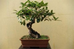 家庭陽臺盆栽桂花如何養(yǎng)護？