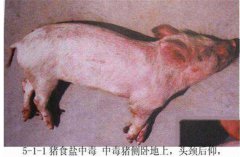 豬食鹽中毒癥狀是什么，怎樣防治豬食鹽中毒？