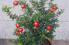 盆栽石榴怎樣進(jìn)行修剪整形？