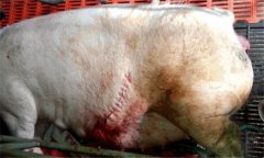 怎樣防治母豬產(chǎn)后子宮內(nèi)膜炎，主要癥狀是什么